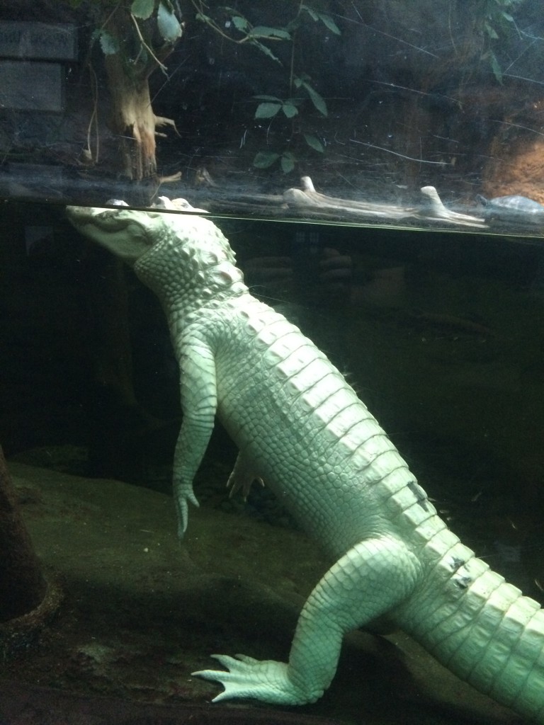 Albino gator